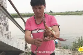 捉到大螃蟹不会处理？成仔也来跟着学习一下。直呼太凶猛了视频封面