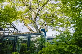 北京夫妻在家造植物园：200㎡四合院，留给600多种植物视频封面