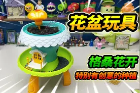 历经3个月寒冬，西藏神花格桑终于开了，买特别有创意的花盆种上视频封面