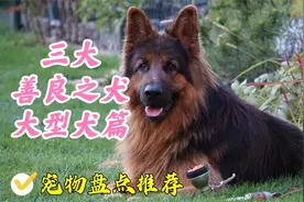 盘点三大善良之犬-大型犬篇，富姐姐定制版视频封面