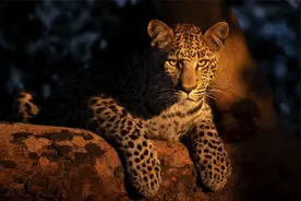 职业摄影师的五大技巧：让您一步一步提升自己的摄影水平！