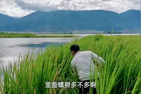 大理洱海福寿螺泛滥？摘螺卵就可以日入千元，真的有那么好赚吗视频封面