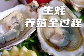 一分钟带你了解生蚝养殖的全过程