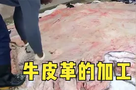 牛皮革能不能吃？估计没人能狠得下嘴视频封面