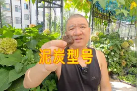 养好绣球配土，用哪4种型号的泥炭土好？有什么不同区别？视频封面
