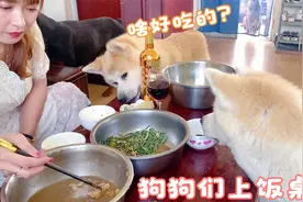 村养狗欢乐多，狗子们整天围着女主人要吃的，真幸福视频封面