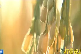 惊人！中国餐饮业人均浪费食物11.7%|新闻直播间视频封面