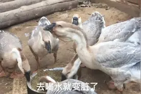 大鹅出现拉稀，农村小伙投喂肠道方面的药视频封面
