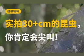 目击现场！震撼的中国巨型竹节虫