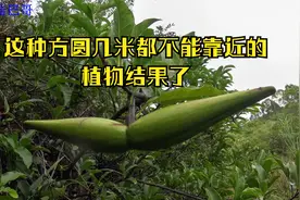 这种方圆几米都不能靠近的“羊角拗”结果了，一起认识一下视频封面