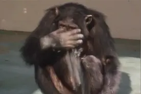 把猴子幼崽当婴儿养，猴子会出现什么变化？一个女子就这样做了视频封面