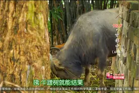 牛年大吉！百岁奶奶自种杨桃、木菠萝、猕猴桃，为了增产有奇招？视频封面