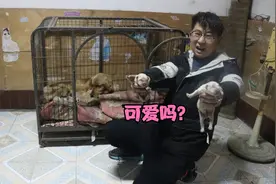 金毛生小宝宝了，六只小狗个个生龙活虎的，金毛太厉害了也辛苦了视频封面