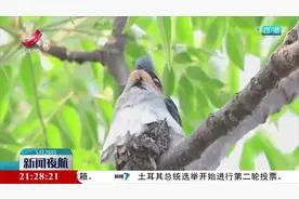 最小鸟巢 凤头雨燕的奇特育雏方式