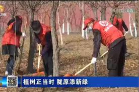 植树正当时 陇原添新绿视频封面