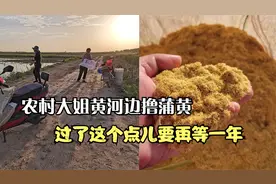 农村大姐黄河边撸蒲黄，一斤可卖十多元，过了这个点儿要再等一年