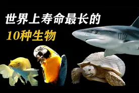 地球上寿命最长的10种生物，象龟只排在第六，轻轻松松活上千年视频封面