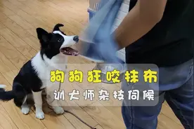 狗狗狂咬抹布，为了调教它，小伙好像在耍杂技视频封面