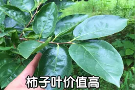 柿子叶煮水，2大新妙用，好多人还不知道，看完涨知识了