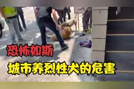 城市养烈性犬的危害，悲惨金毛付出代价，请文明养犬