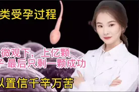 微观下 人类受孕过程  唯独一颗高质量的受孕体脱颖而出 困难精彩视频封面