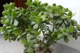 老人常说，别看三种花长得“丑”，但是它镇宅养人，招财进宝视频封面