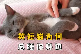 英短猫为什么总睡你身边？这3点是主要原因！