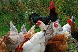 各种鸡的叫声 The sound of various chickens视频封面