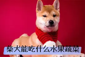 柴犬能吃什么水果蔬菜？知道后，记得给它尝试