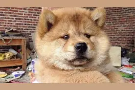 松毛之狗聚家财，农村土松狗，看家护院是高手视频封面