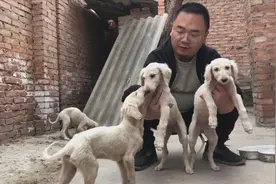 陕西皇家猎犬，狗撵兔的民间活动就是因它而来，来欣赏下视频封面