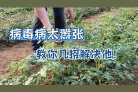 病毒病可防可控！发病原因与防治要点都在这里了，种植户必看视频封面