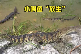 鳄鱼哥：把温室培育的鳄鱼苗拉回来放养，正所谓鱼不过塘不肥!视频封面