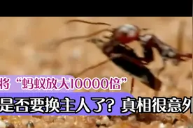 人类将“蚂蚁放大10000倍”，地球是否要换主人了？真相很意外视频封面