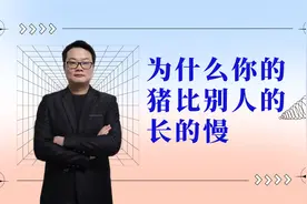 为什么你的猪，比别人的长的慢。（蓝颜老师养猪技术）视频封面