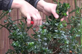 金鱼吊兰徒长开花少？别手软，这些徒长枝不能放过，统统剪光视频封面