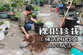 裸根移栽很多人做错了，试试这种“万能底”，栽一棵活一棵，省心视频封面