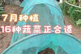 7月有什么蔬菜可以育苗？这16种正合适，看看别忘记了