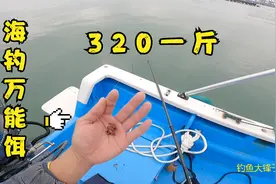 320一斤的海钓万能饵效果实在好，任何鱼都抵挡不住它的诱惑视频封面