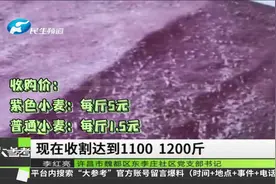 河南许昌：这里种的400亩紫色小麦，喜获大丰收视频封面