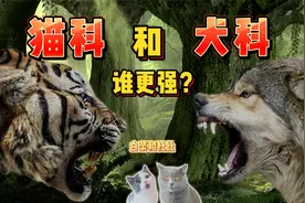 假如猫狗发生战争，哪边会更强？视频封面
