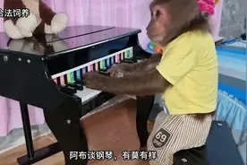 萌宠猴子阿布在家谈钢琴，等女孩一回来就呲牙大叫，因为有吃的视频封面
