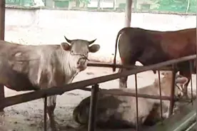 男子建牛厂，牛粪正好掉进哥哥鱼塘，哥哥提的要求让他瞬间恼怒视频封面