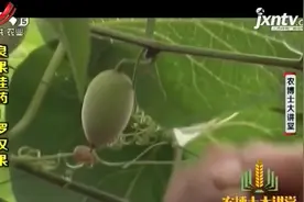 为促使罗汉果提早开花，提高坐果率，在其完全现蕾后要施肥