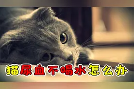 猫尿血不喝水怎么办