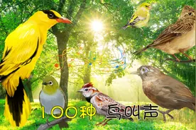 100种最好听的鸟叫声大全，百鸟争鸣声声脆，最美声音在自然！视频封面
