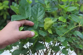 茉莉花莫名其妙枯枝，啥原因？知道的人不多视频封面