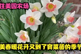 家住美国乡下又到了种菜的季节和大家分享我的育苗方法视频封面