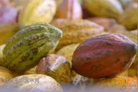 水果传：可可果是怎么制作成巧克力的