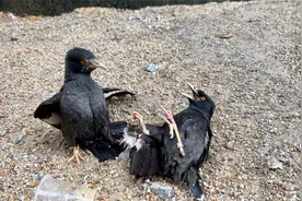 鸟夫妻也会打架，这对八哥鸟为了争吃打起来